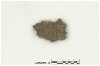 藏品(鞭蘚屬 )的圖片